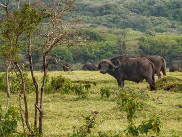 DAY TOUR TO ARUSHA NATIONAL PARK FROM ARUSHA