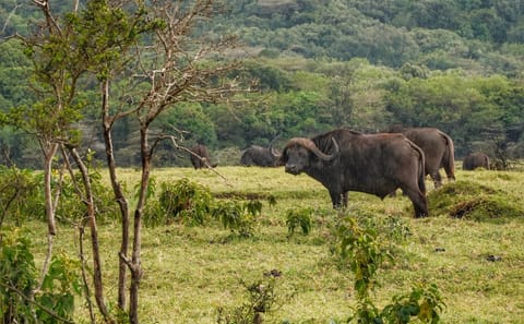 DAY TOUR TO ARUSHA NATIONAL PARK FROM ARUSHA