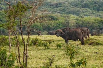 DAY TOUR TO ARUSHA NATIONAL PARK FROM ARUSHA