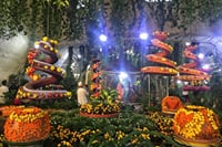 Butterfly garden