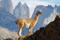 8-Days Unique Experience in Easter Island & Chilean Patagonia 3