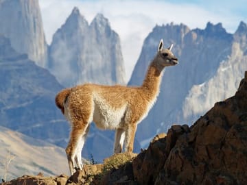 8-Day Adventure Tour of Easter Island and Patagonia, Chile