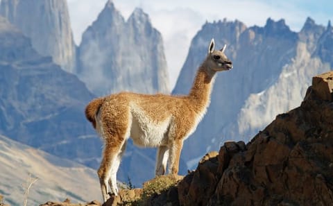 8-Day Adventure Tour of Easter Island and Patagonia, Chile