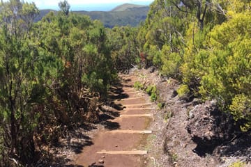 Hiking and Birdwatching in Fanal Forest, Portugal