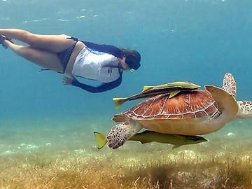Swimming with the Sea Turtles