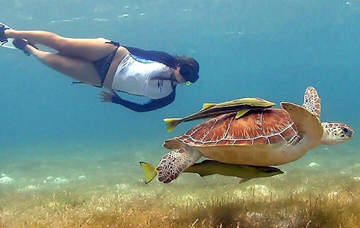 Tulum Ruins & Snorkeling with Sea Turtles Private Tour