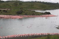 Arusha National Park Day Tour with Walking Safari & Canoeing  2