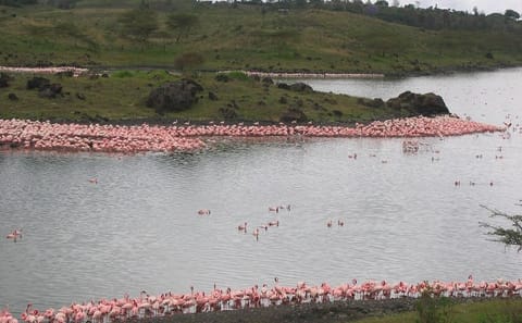 Arusha National Park Day Tour: Walking Safari and Canoeing