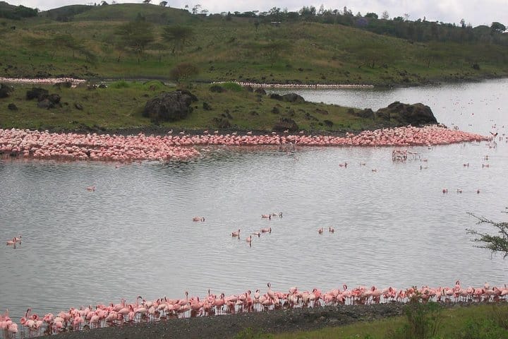 Arusha National Park Day Tour with Walking Safari & Canoeing  2