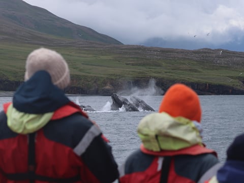 Express Whale Watching From Dalvík, photo 3