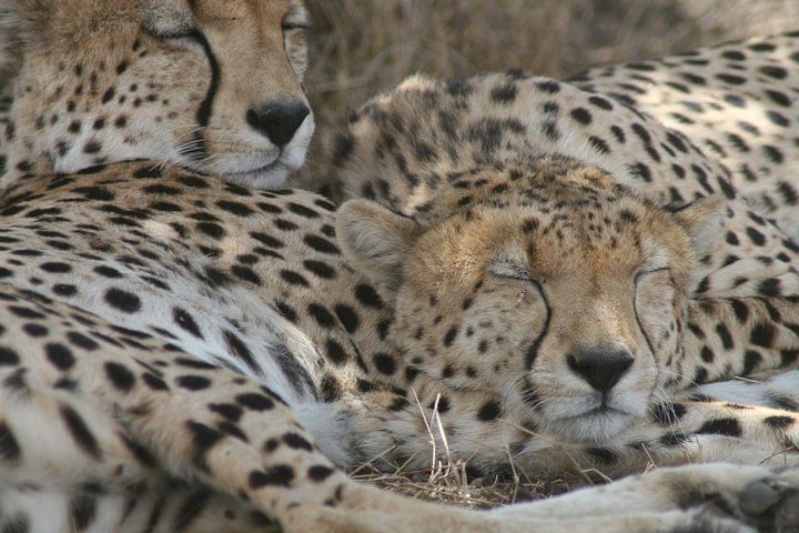 3-Day Maasai Mara Group Joining Safari