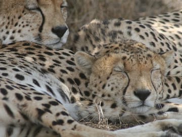 3-Day Group Safari in Maasai Mara, Kenya