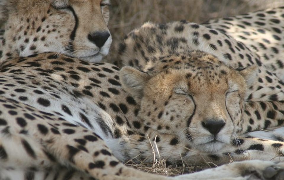 3-Day Group Safari in Maasai Mara, Kenya