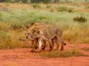 Day tour to Tsavo East National park from Mombasa with pickup 10