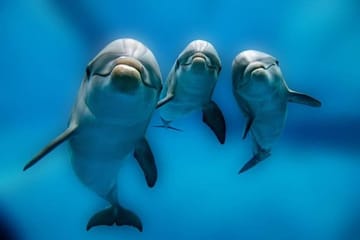 Swim with Dolphins and Enjoy Banana Boat Ride in Hurghada