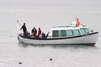 Whales & Puffins 7