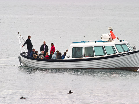 Whales & Puffins, photo 8