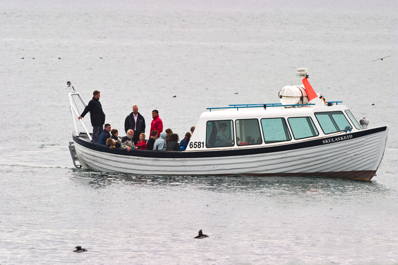 Whales & Puffins 7
