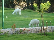 <p>Even nice alpacas to see, as they mow the lawn at La Mansion.</p>