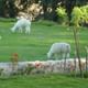 Even nice alpacas to see, as they mow the lawn at La Mansion.