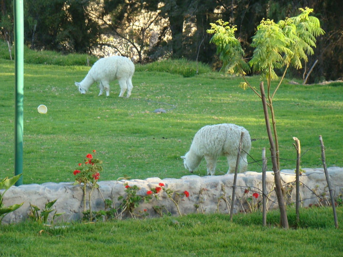 <p>Even nice alpacas to see, as they mow the lawn at La Mansion.</p>
