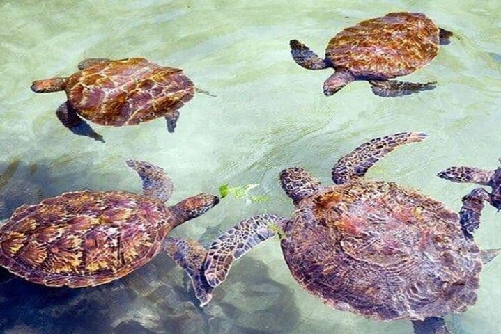 Zanzibar Spice Farm Tour and Cooking Class With Lunch