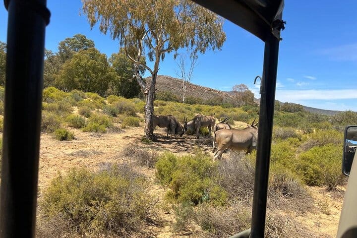 Cape Town Aquila Game Reserve Big 5 Sunset Safari with Transport