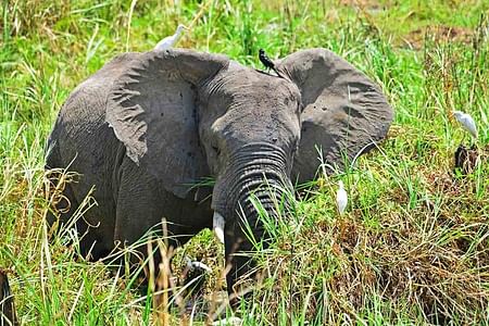 Lake Mburo, Queen Elizabeth & Gorilla Trekking Safari Experience