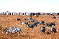 Nairobi National Park