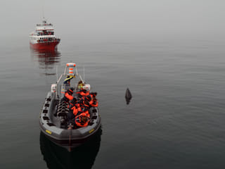 Whale Safari Tour From Reykjavík In Iceland Gets Close to A Minke Whale