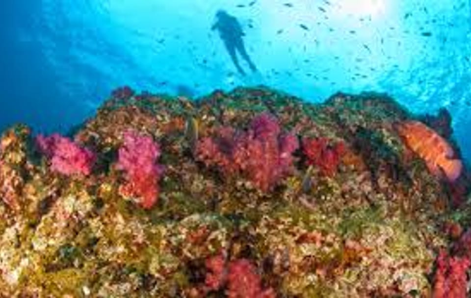 Surin Island Snorkeling by speedboat from Khao Lak