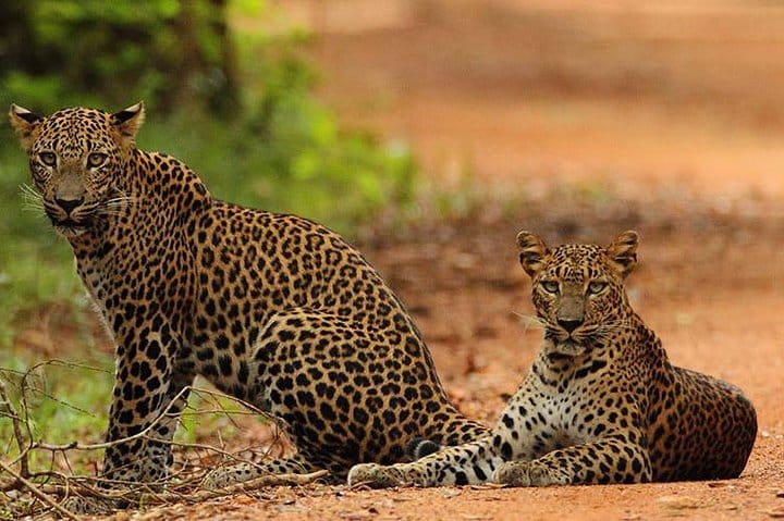 Highlights Of Sri Lanka | 5 Nights 6 Days