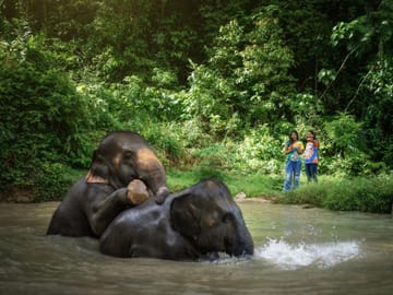 Elephant Jungle Sanctuary Experience in Kathu, Phuket