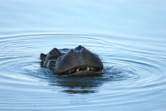 Breakfast Cruise on Zambezi  7