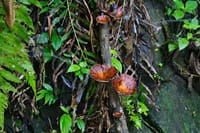 Sinharaja Rain Forest Tour from Colombo 9