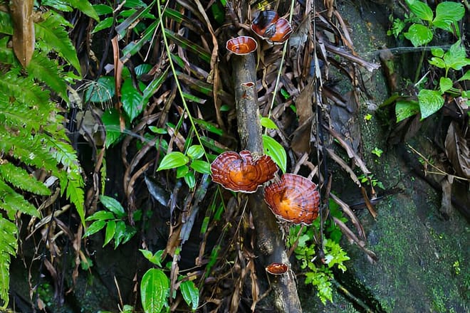 Sinharaja Rain Forest Tour from Colombo 9