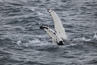 Whale Watching 7