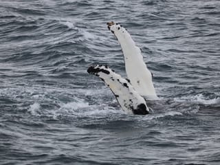 Whale Watching, photo 7