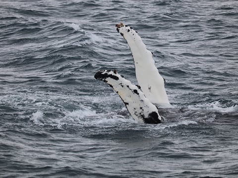 Whale Watching, photo 7