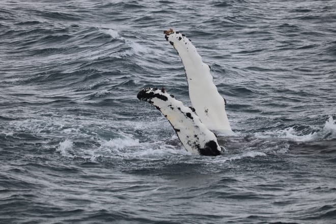 Whale Watching 7