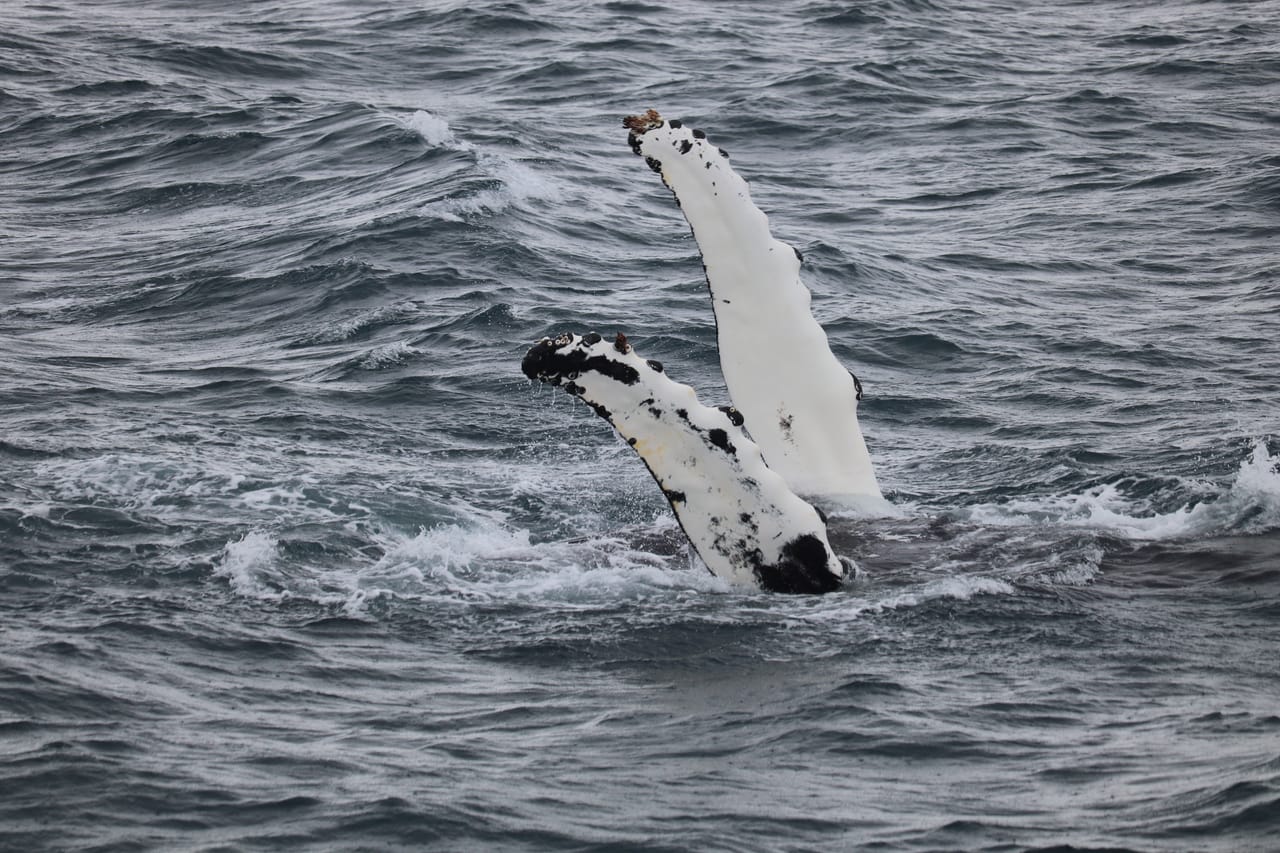 Whale Watching 7