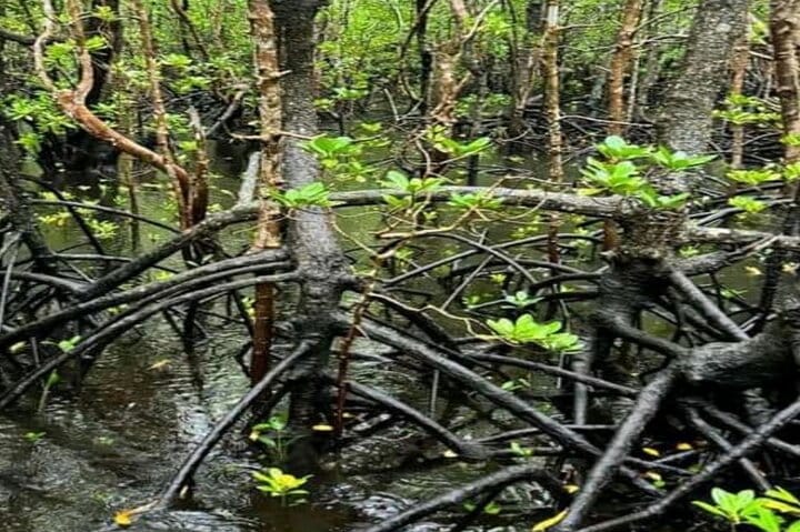 Zanzibar Prison Island, Jozani Forest and Salaam Cave Sea Turtles