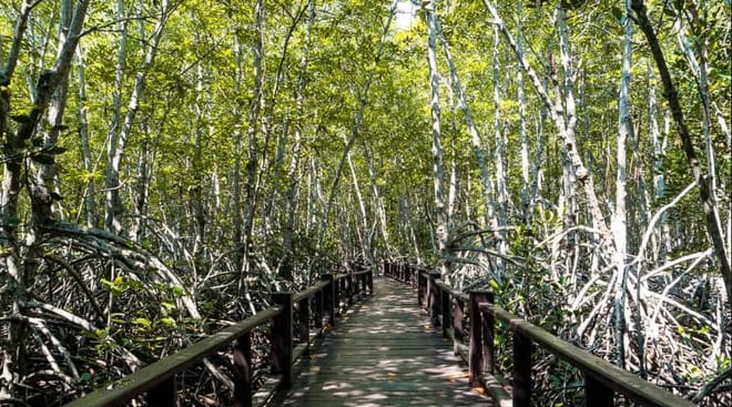 Mangrove Forest Park Nature Trail and River Boat Ride to Khao Daeng Mountain with Private Guide photo 4