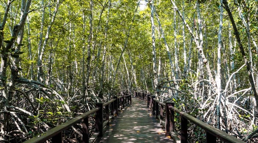Mangrove Forest Park Nature Trail and River Boat Ride to Khao Daeng Mountain with Private Guide 4