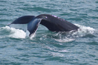 Whale Watching from Reykjavík & Akureyri 5