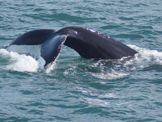 Whale Watching from Reykjavík & Akureyri, photo 6