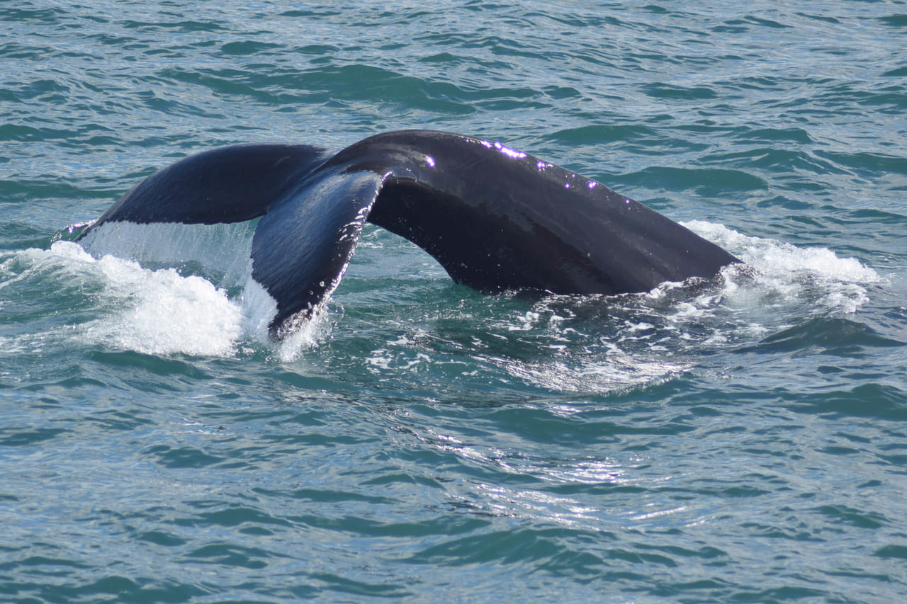 Whale Watching from Reykjavík & Akureyri 5