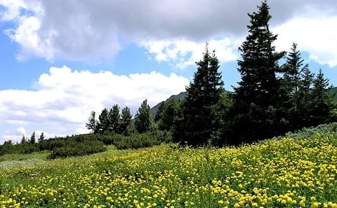 Hiking Tour of Vitosha Mountains and Cherni Vryh from Sofia
