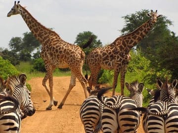 Nairobi Wildlife Day Tour with Giraffe Center and Elephant Orphanage