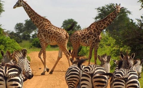 Nairobi Wildlife Day Tour with Giraffe Center and Elephant Orphanage